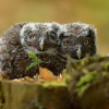 Syc rousny - Aegolius funereus - Boreal Owl 6164